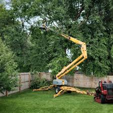 Best Root Management and Removal  in Bloomingdale, GA