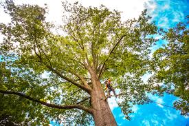 Best Tree Preservation Services  in Bloomingdale, GA