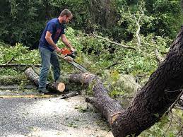 Reliable Bloomingdale, GA Tree Care Solutions